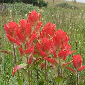 Castilleja Flower seeds for Planting - Seasonal Bloomer, Heirloom & GMO Free Seeds for Home Garden
 
 Sale for planting in home garden.