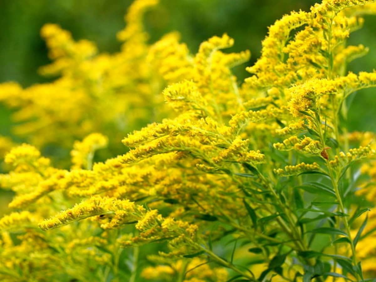 Goldenrod Flower seeds for Planting - Wildflower Mix, Heirloom & GMO Free Seeds for Home Garden
 
 Sale seeds for home garden