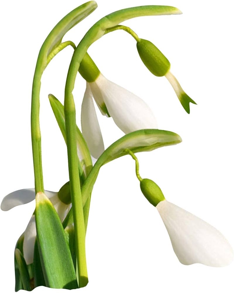 Common Snowdrop Galanthus Nivalis Seeds