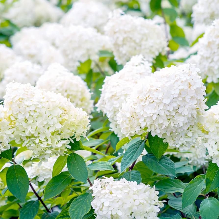 Hydrangea Paniculata Hydrangea paniculata for planting in flower bed