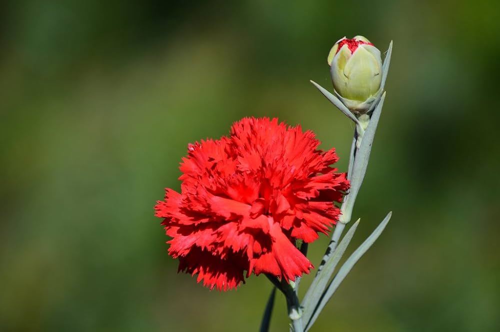 Dianthus Dianthus Caryophyllus for planting in flower bed