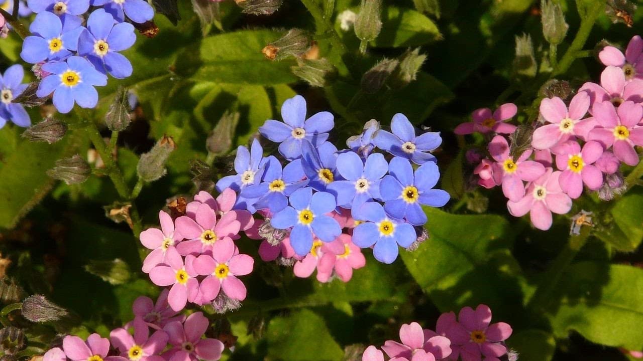 Forget-Me-Not Myosotis sylvatica Mixed Seeds for planting in flower bed