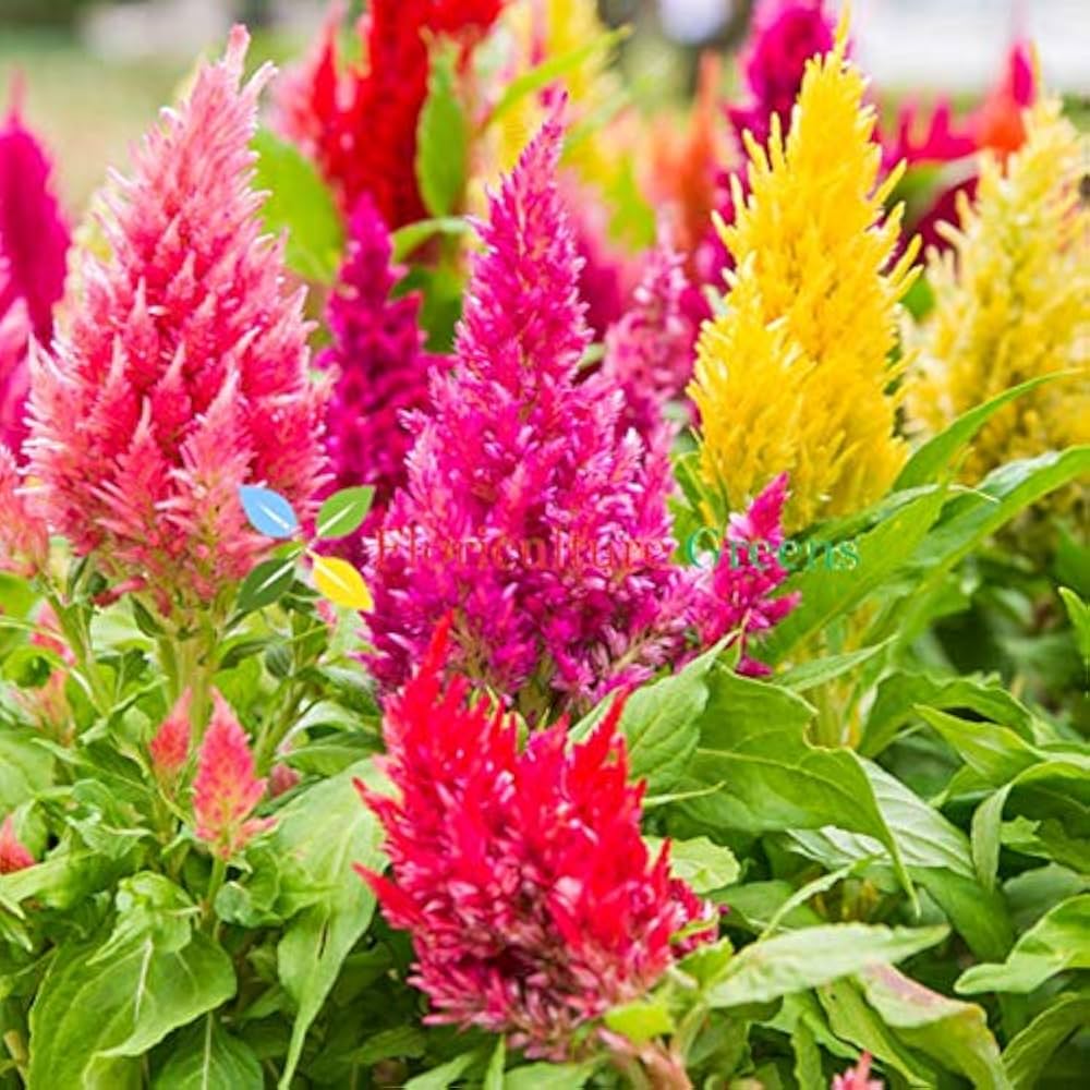 Kuhschelle Flower seeds for Planting - Long Bloom Season, Heirloom & GMO Free Seeds for Home Garden
 
 Sale seeds for planting in home garden