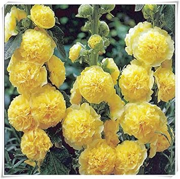 Yellow Perennial Bonsai Flower seeds for Planting - Wildflower Mix, Heirloom & GMO Free Seeds for Home Garden
 
 Sale seeds for planting in home garden