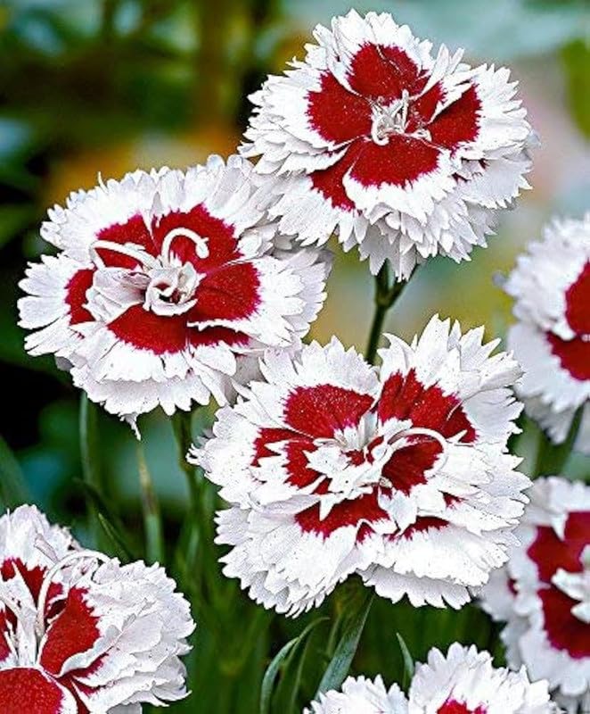 Dianthus Red White Flower seeds for Planting - Cottage Garden Essential, Heirloom & GMO Free Seeds for Home Garden
 
 Sale seeds for planting in home garden