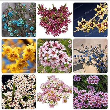 Mixed Wax Flower seeds for Planting - Seasonal Bloomer, Heirloom & GMO Free Seeds for Home Garden
 
 Sale for planting in home garden.