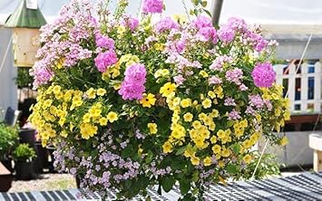Pink Yellow Geranium Flower seeds for Planting - Colorful Display, Heirloom & GMO Free Seeds for Home Garden
 
 Sale seeds for home garden
