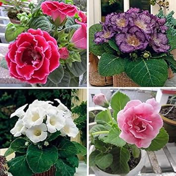 Multi Gloxinia Flower Seeds Flower seeds for Planting Premium Quality Heirloom & GMO Free Seeds for Home Garden 
 
 Sale for planting in home garden