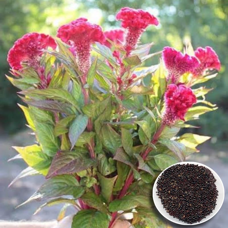 Cockscomb Celosia argentea for planting in ornamental garden