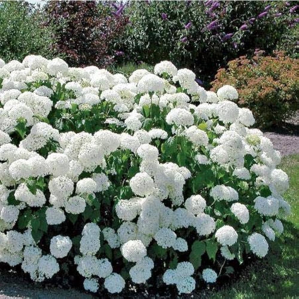 Annabelle Hydrangea Hydrangea arborescens for planting in flower bed