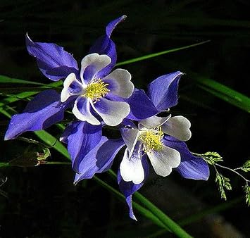 Colorado Flower seeds for Planting - Compact Growth, Heirloom & GMO Free Seeds for Home Garden
 
 Sale seeds for home garden