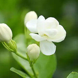 Arabian Jasmine Jasminum sambac for planting in garden