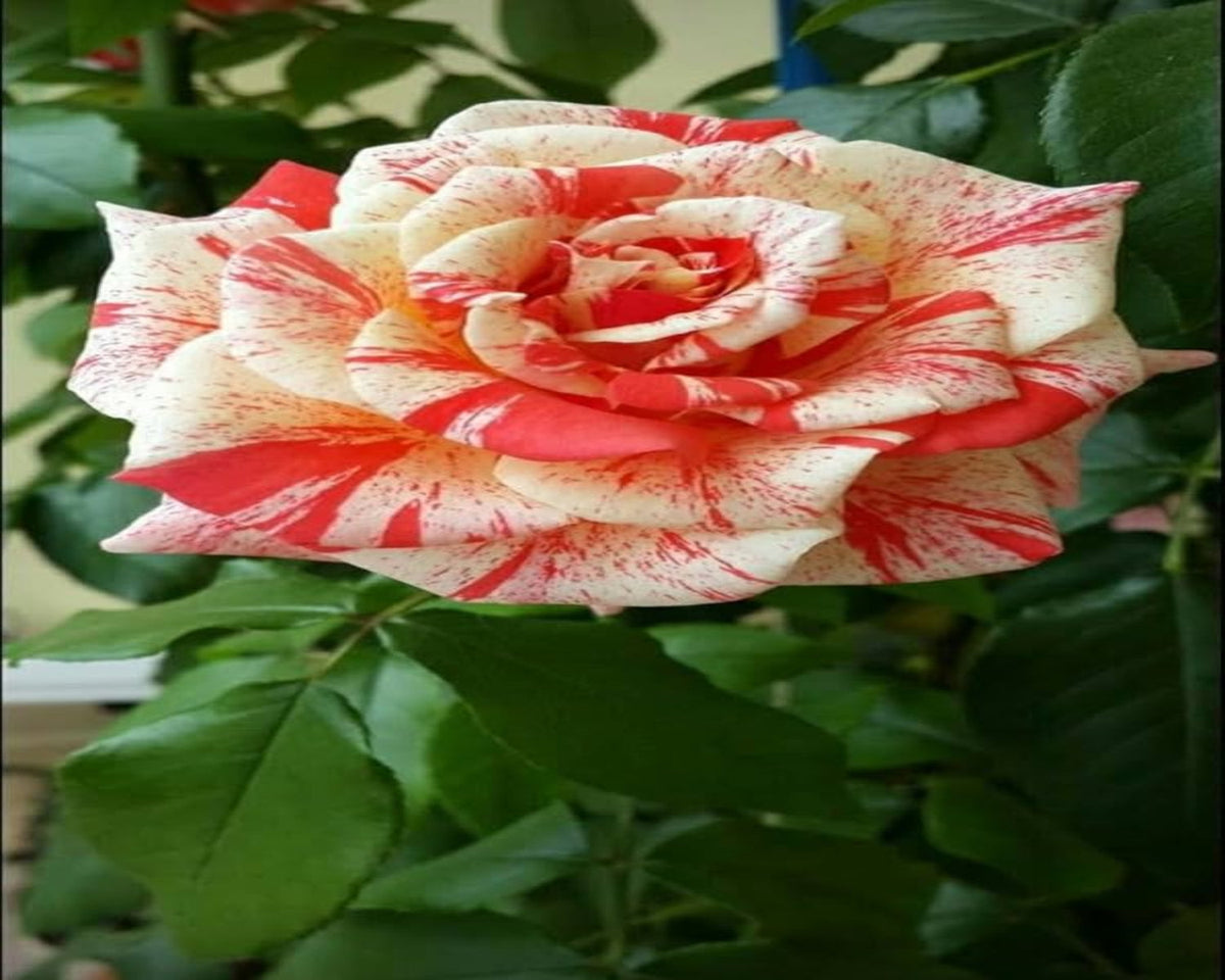Red Cream Rose Flower seeds for Planting - Colorful Display, Heirloom & GMO Free Seeds for Home Garden
 
 Sale for planting in home garden