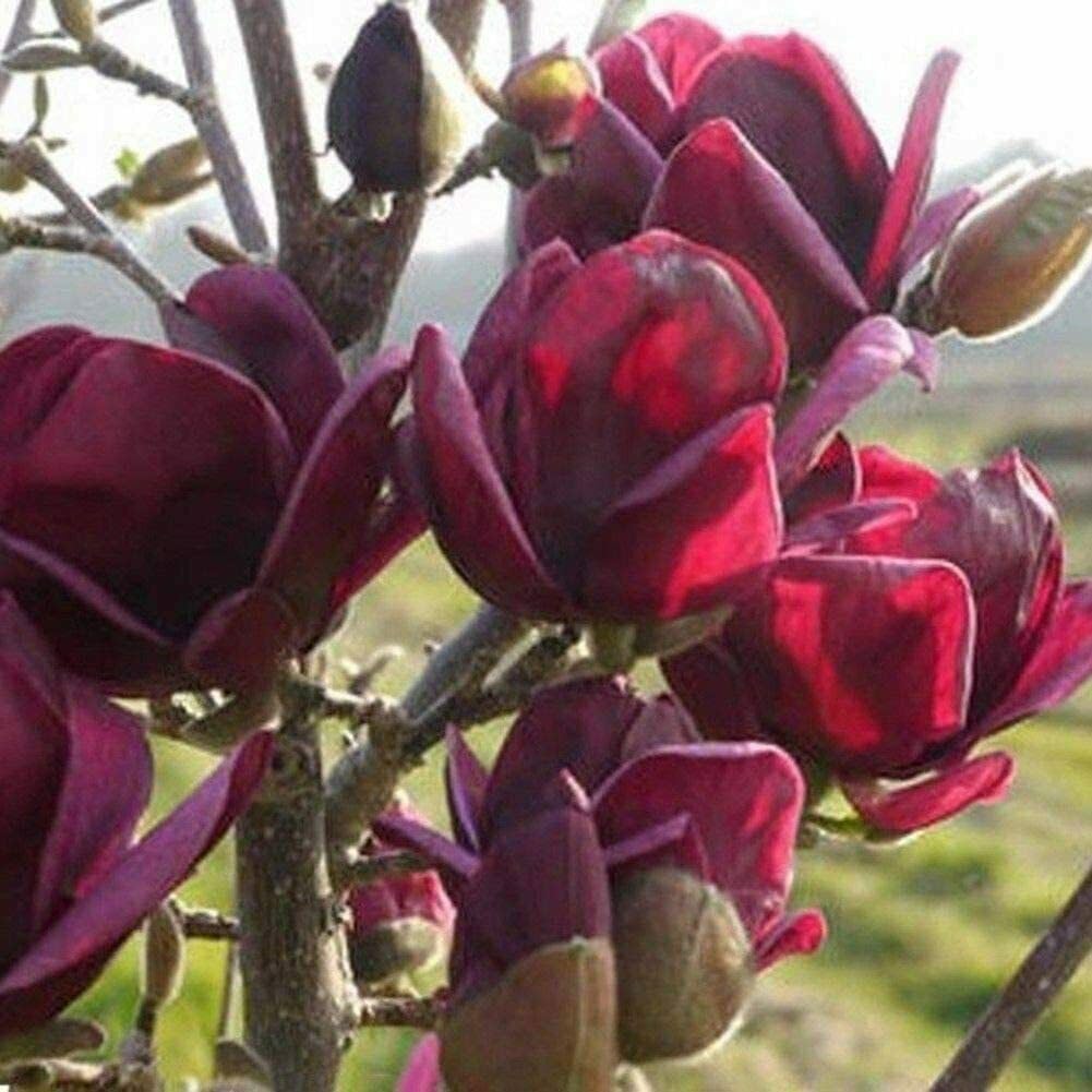 Yulan Magnolia Tulip Flower seeds for Planting - Pollinator Friendly, Heirloom & GMO Free Seeds for Home Garden
 
 Sale seeds for home garden
