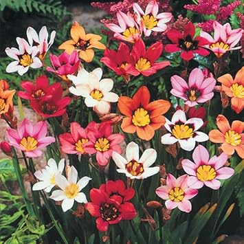 Mixed Sparaxis Flower seeds for Planting - Bright Blooms, Heirloom & GMO Free Seeds for Home Garden
 
 Sale for planting in home garden.