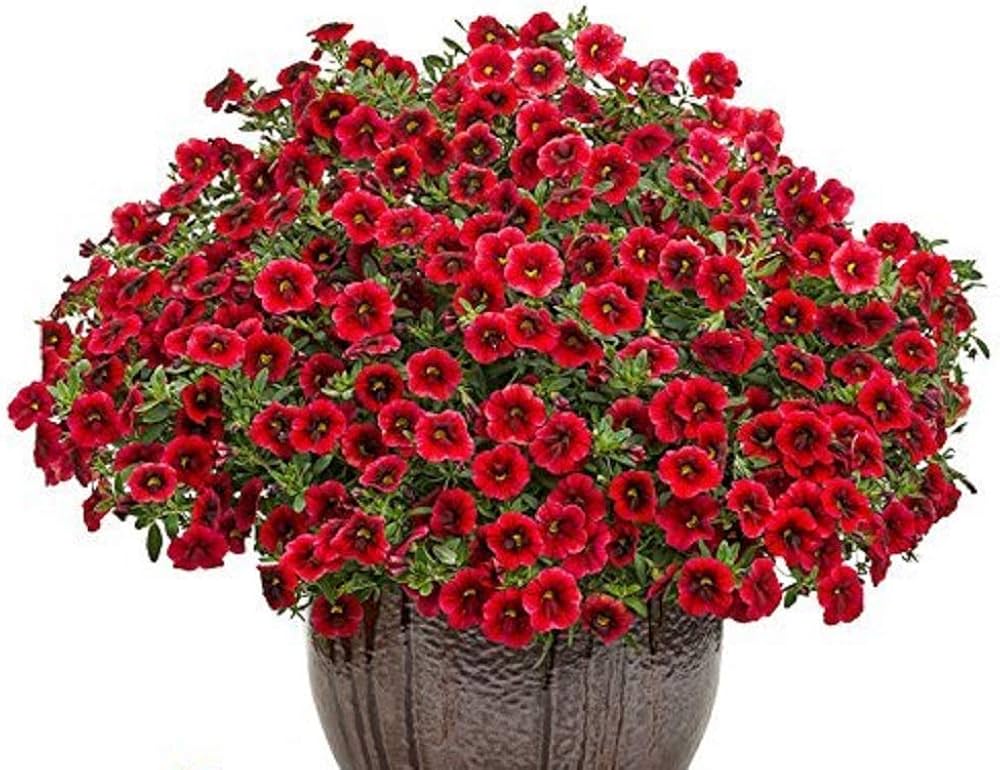 Logro Floribunda Red Petunia flower seeds for classic red blooms