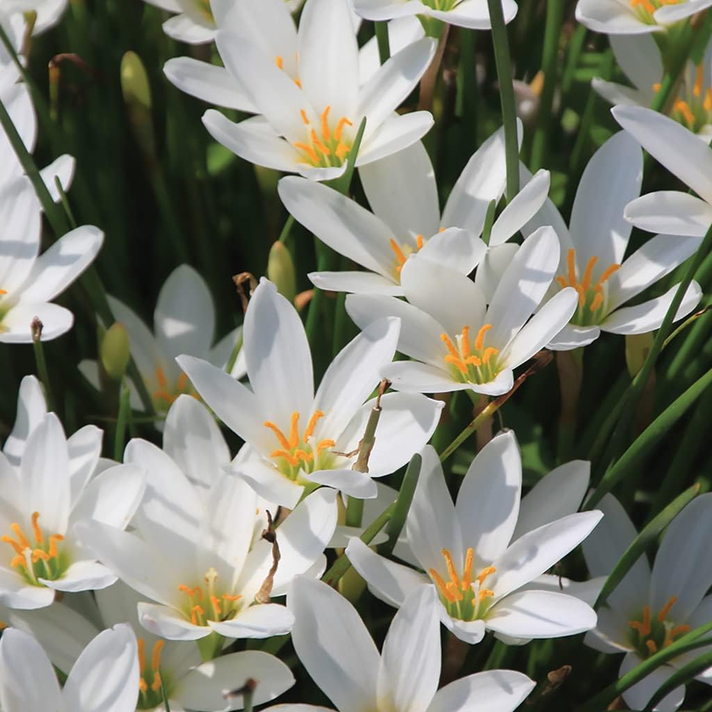 Zephyranthes (Zephyranthes Carinata) seeds for planting in home garden