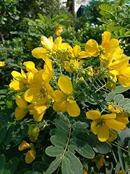 Yellow Cassia Tree Seeds - Bright Sunshine Planting