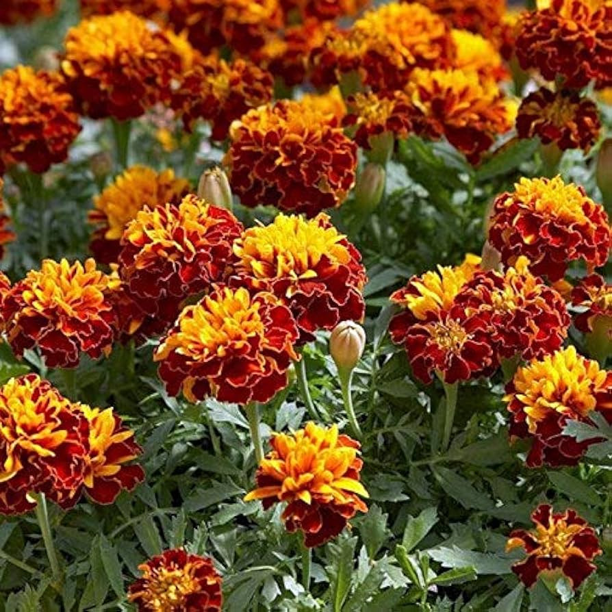 Tagetes Patula Nana Bolero Seeds for planting in flower bed