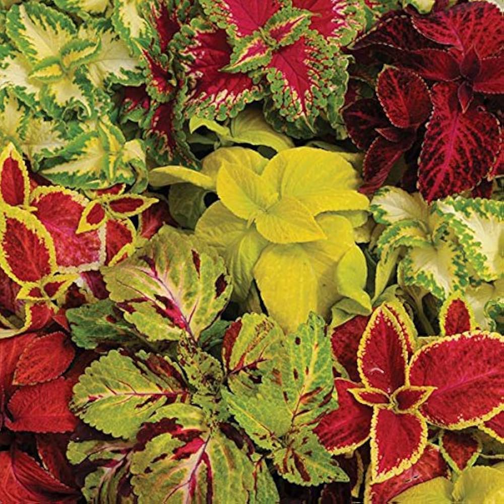Mixed Coleus Coleus spp. Seeds for planting in flower bed