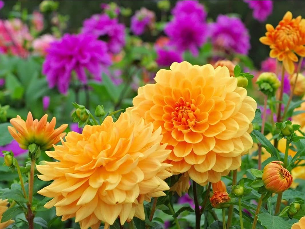 Mixed Dahlia Dahlia pinnata for planting in flower bed