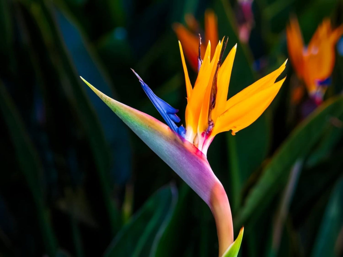 Strelitzia Flower seeds for Planting - Premium Quality, Heirloom & GMO Free Seeds for Home Garden
 
 Sale for planting in home garden.