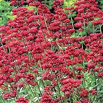 Red Jupiter's Beard Flower seeds for Planting - Cut Flower Favorite, Heirloom & GMO Free Seeds for Home Garden
 
 Sale for planting in home garden