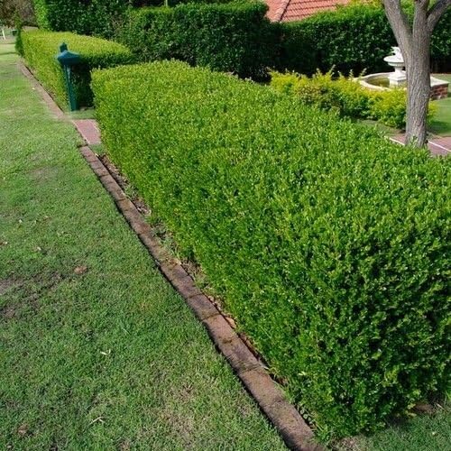 Wintergreen Japanese Boxwood Hedge Seeds (Buxus Microphylla) Best Selling