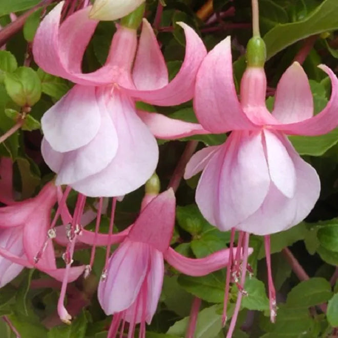 Vibrant Pink Mix Fuchsias Seeds For Dynamic Garden Planting