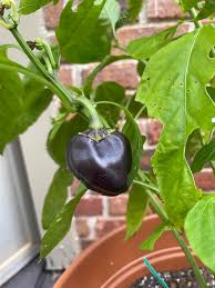 Deep Purple Bell Pepper Seeds For Planting Vegetable Seeds