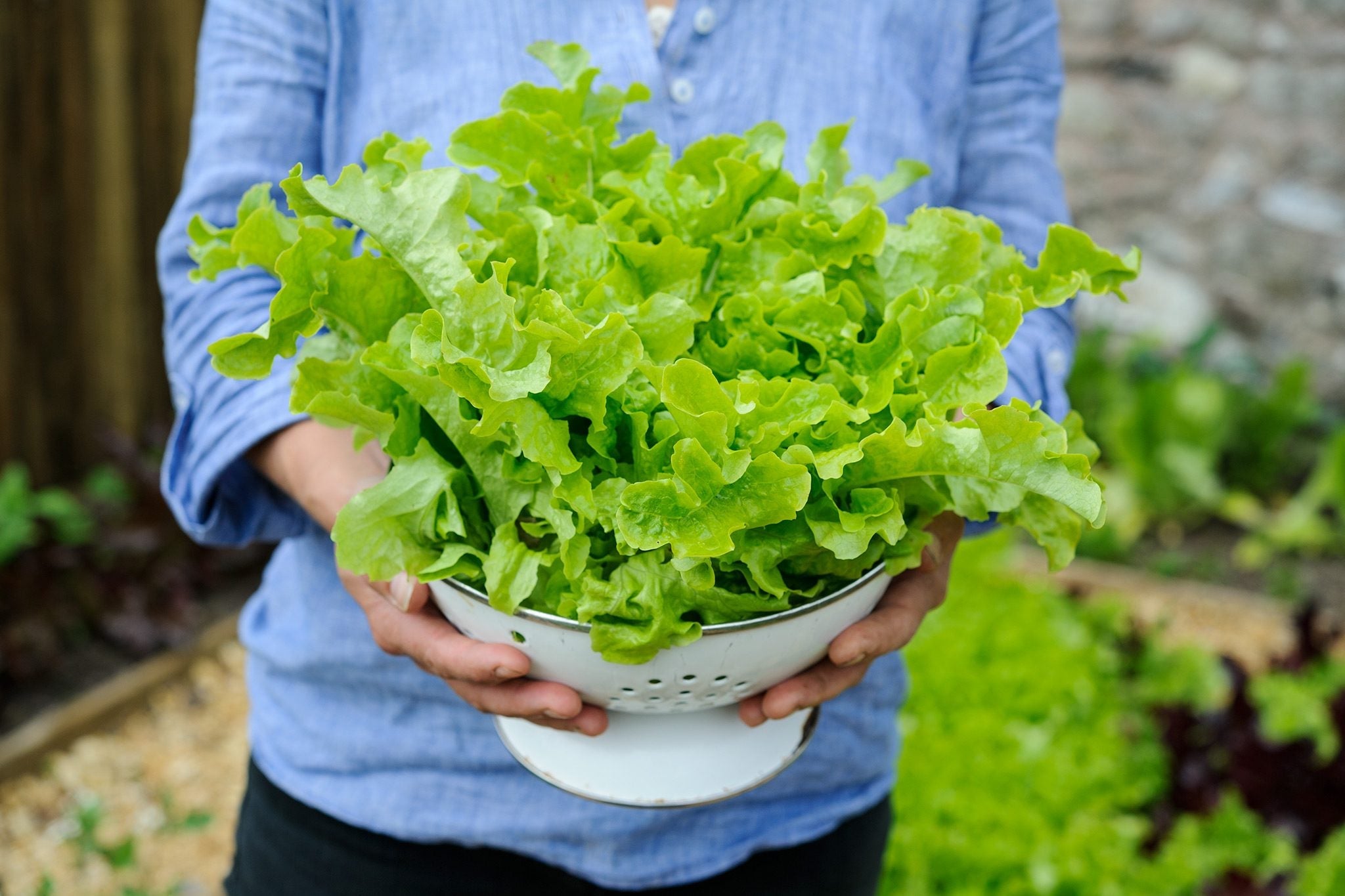 Black Lettuce Seeds - Ideal For Planting Vegetable Seeds