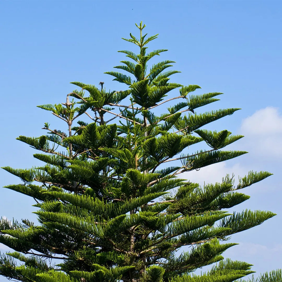 Araucaria Plant Seeds For Planting - Full Green Variety Seeds