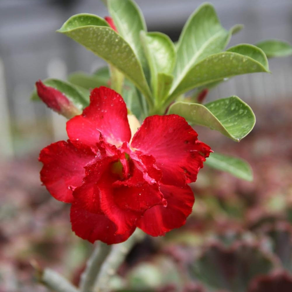 Red Rose Bonsai Flower seeds for Planting - Perfect for Borders, Heirloom & GMO Free Seeds for Home Garden
 
 Sale for planting in home garden