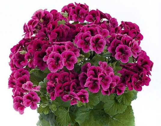 Geranium Pelargonium Flower Seeds - Vibrant Purple For Stunning Planting