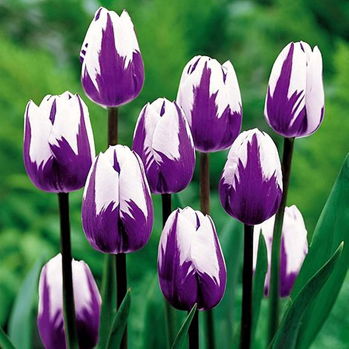 White Purple Tulip Flower seeds for Planting Shade Tolerant Heirloom & GMO Free Seeds for Home Garden 
 
 Sale for planting in home garden