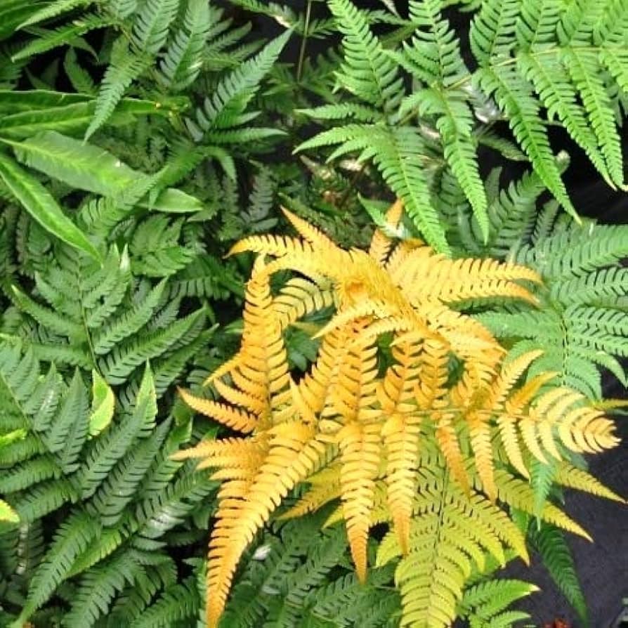 Fern Yellow Seeds - Ideal For Shaded Garden Planting