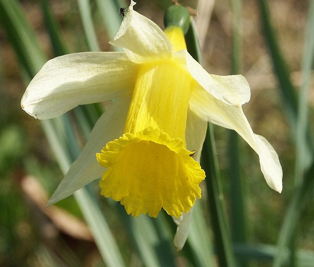 Perennial Daffodil Narcissus Flower Seeds For Fall Planting