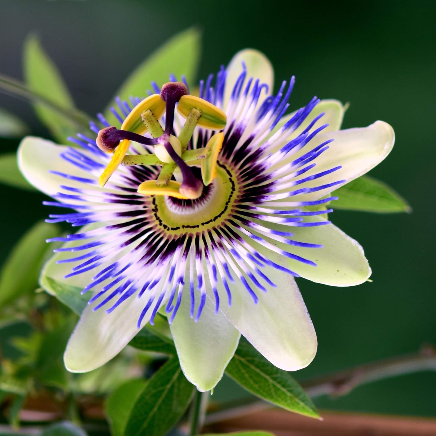 Exotic Passion Flower Seeds For Planting: Create Colorful Environments