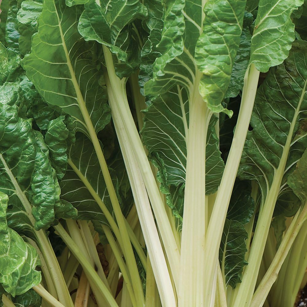 Fordhook Swiss Chard seeds for nutritious greens