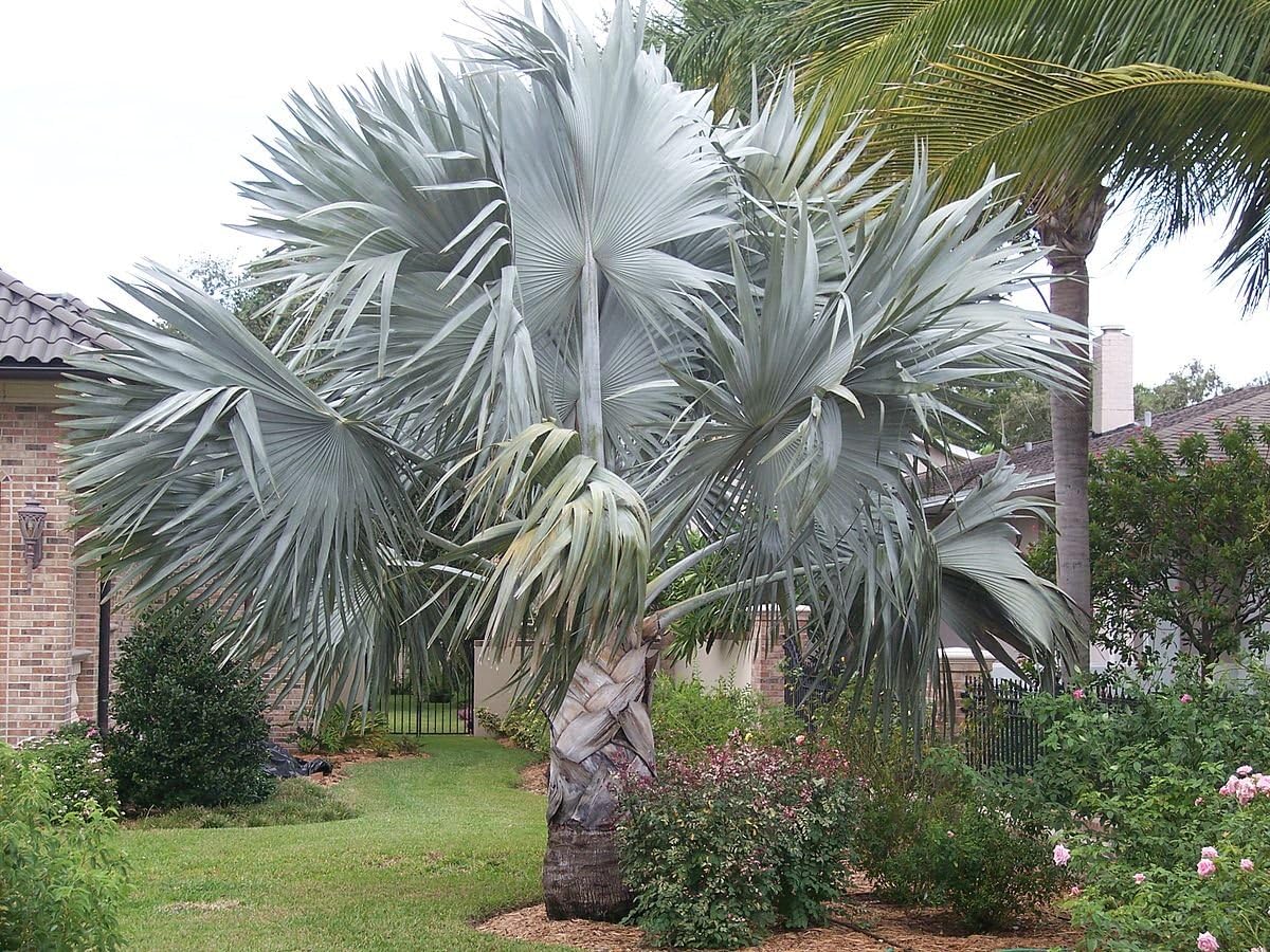 Bismarck Palm Tree Seeds For Planting - Exotic Tropical Garden Addition