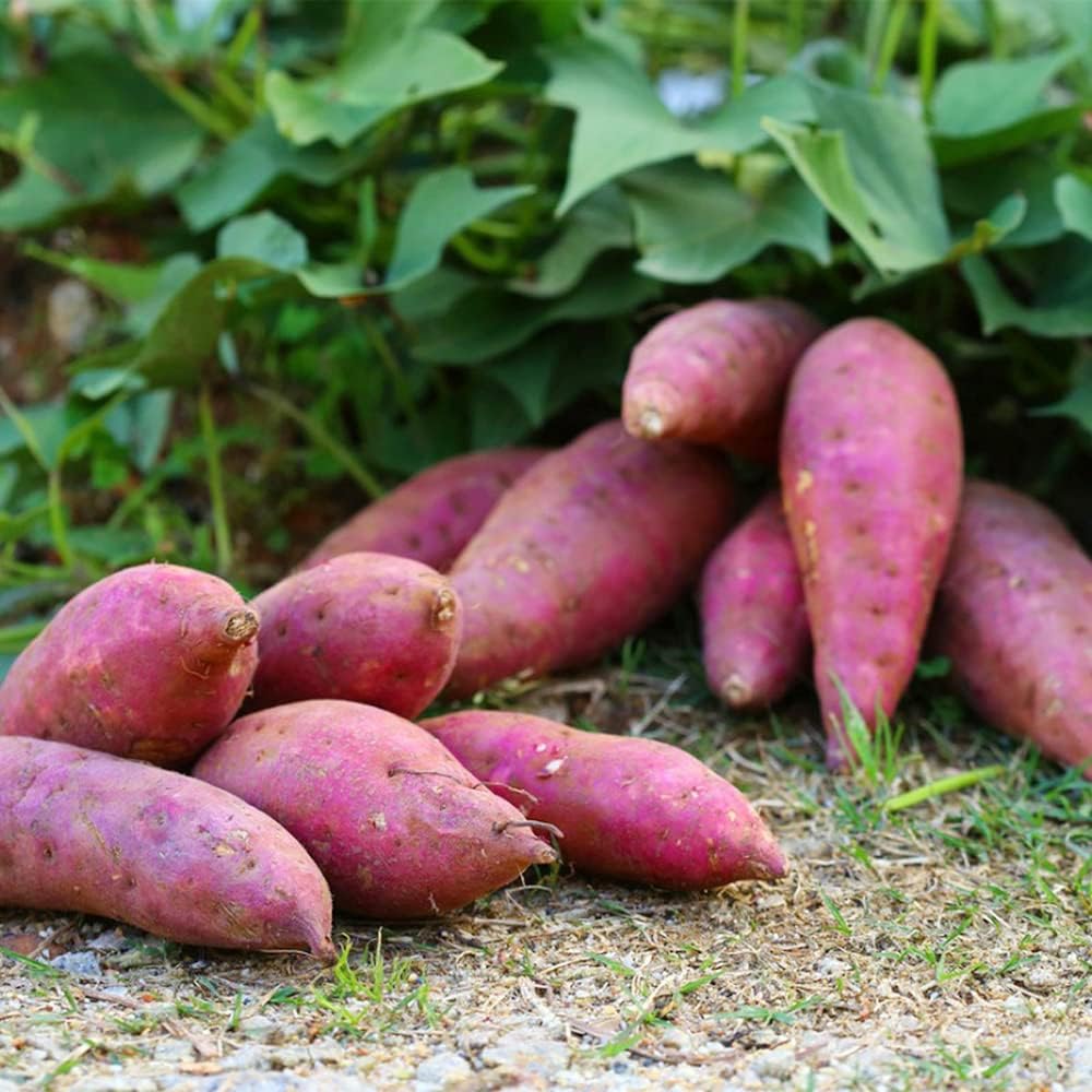 Sweet Potato Vegetable Seeds Planting