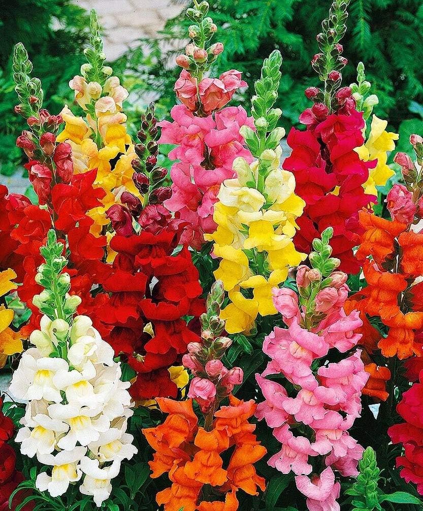 Mixed Snapdragon Flower seeds for Planting - Seasonal Bloomer, Heirloom & GMO Free Seeds for Home Garden
 
 Sale for planting in home garden.