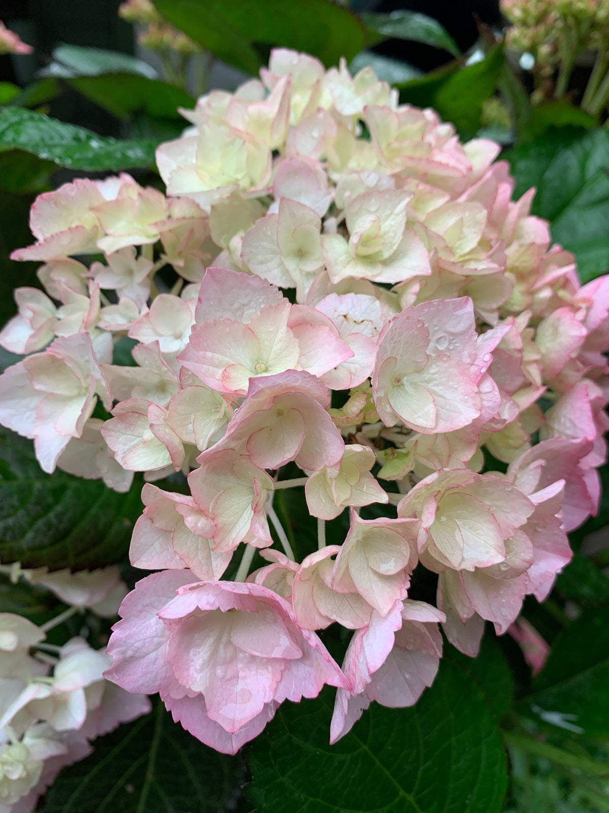 White Pink Hydrangea Seeds Flower seeds for Planting - Sun Loving, Heirloom & GMO Free Seeds for Home Garden
 
 Sale seeds for planting in home garden