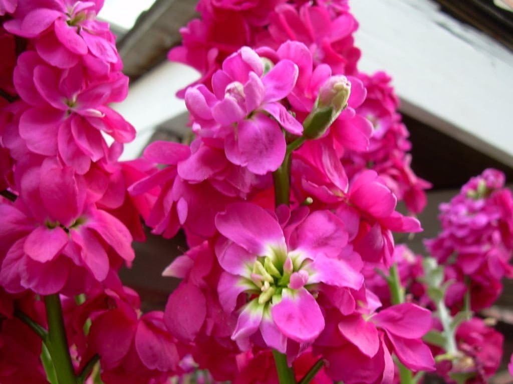 Pink Matthiola Flower seeds for Planting - Premium Quality, Heirloom & GMO Free Seeds for Home Garden
 
 Sale seeds for planting in home garden