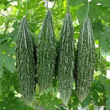 Bittergourd Seeds: Army Green For Planting