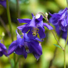 Aquilegia Purple Plant Seeds | Easy-To-Grow Perennial Blooms Flower