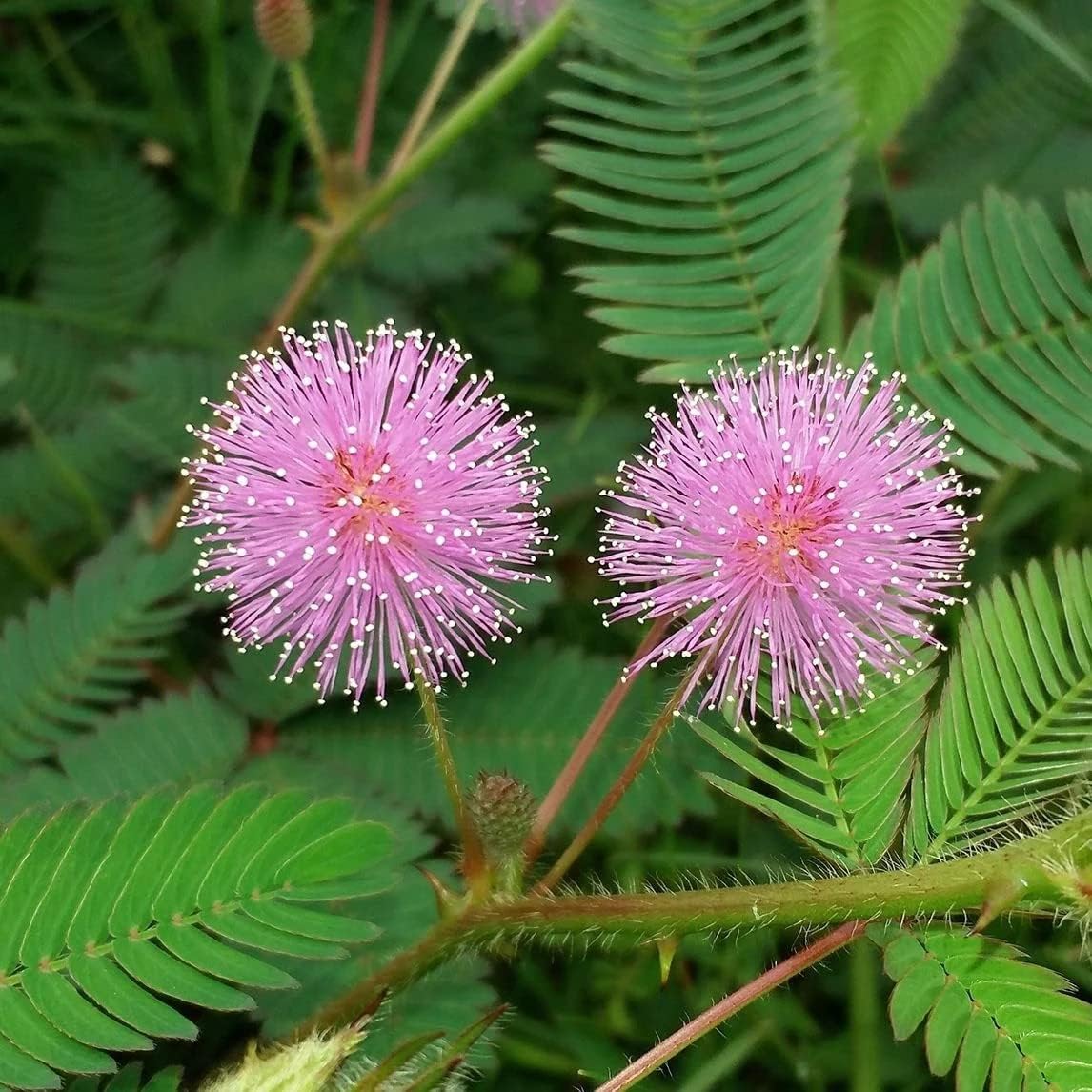 Mimosa Pudica Seeds For Planting: Sensitive Plant Flower