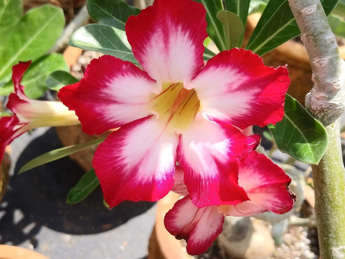 Adenium Obesum Flower seeds for Planting - Pollinator Friendly, Heirloom & GMO Free Seeds for Home Garden
 
 Sale seeds for planting in home garden