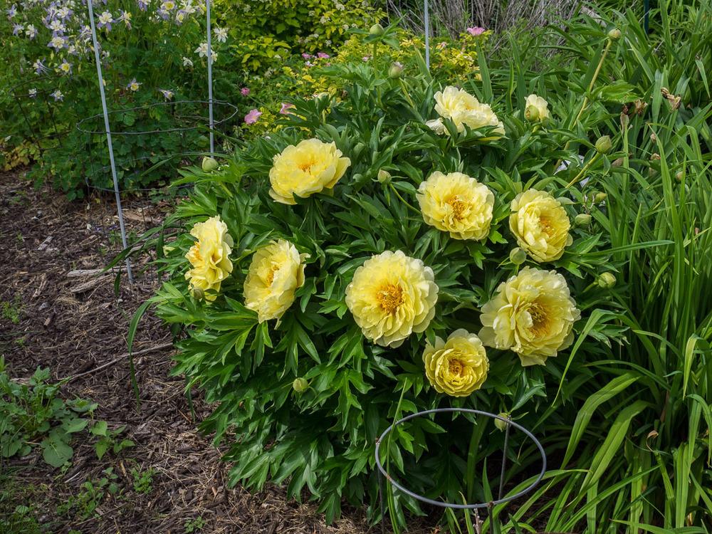 Bartzella Flower Seeds - Your Go-To Planting Essentials For Beautiful Blooms