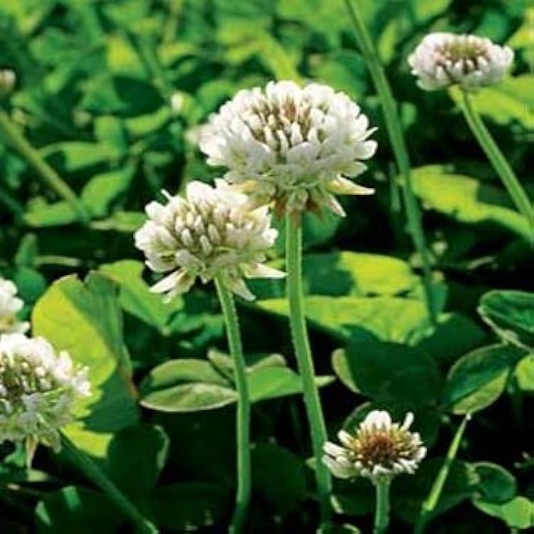 Clover Trifolium repens for planting in lawn
